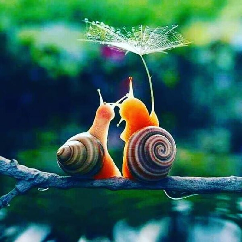 Snails love