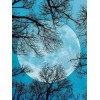 Moon & Trees