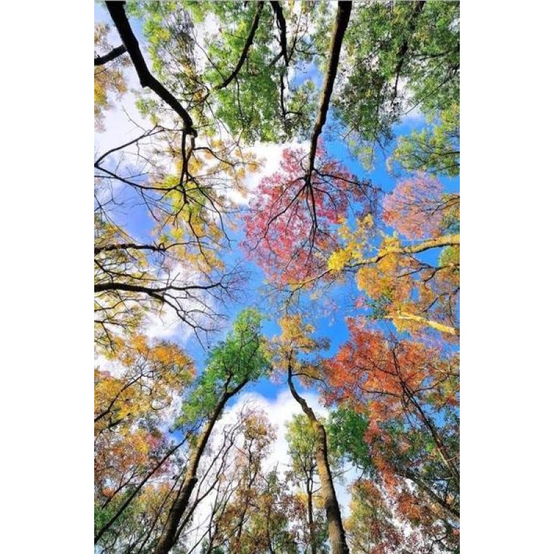 Trees Touching the S...