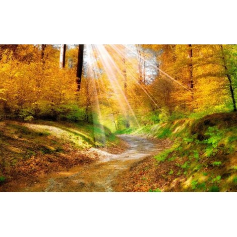 Sun Rays over the Forest