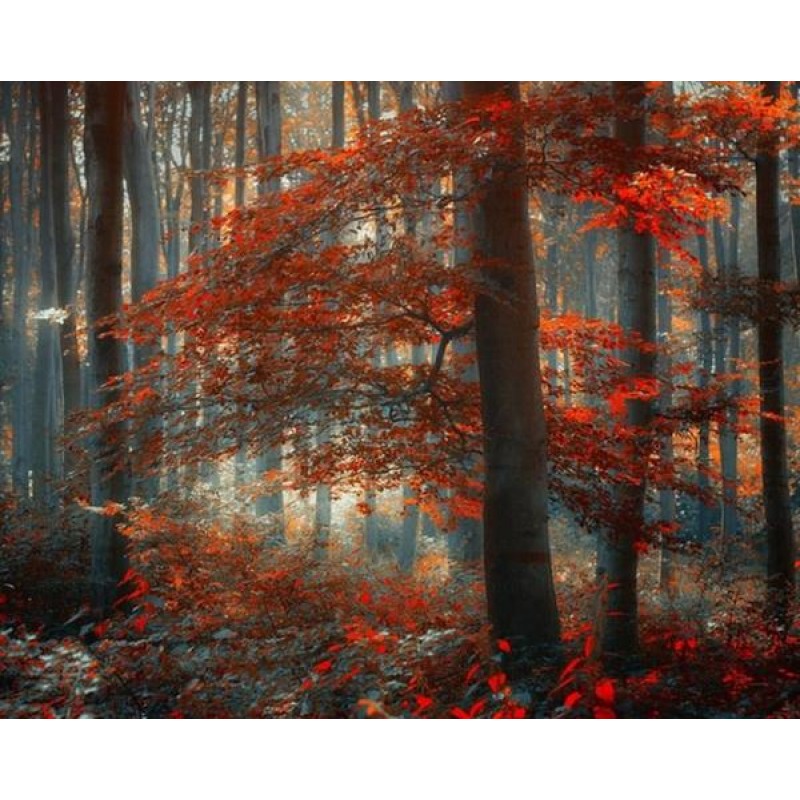 Maple Trees in Autum...