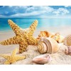 Seashells in the Ocean
