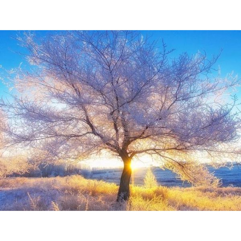 Stunning Tree - Pain...