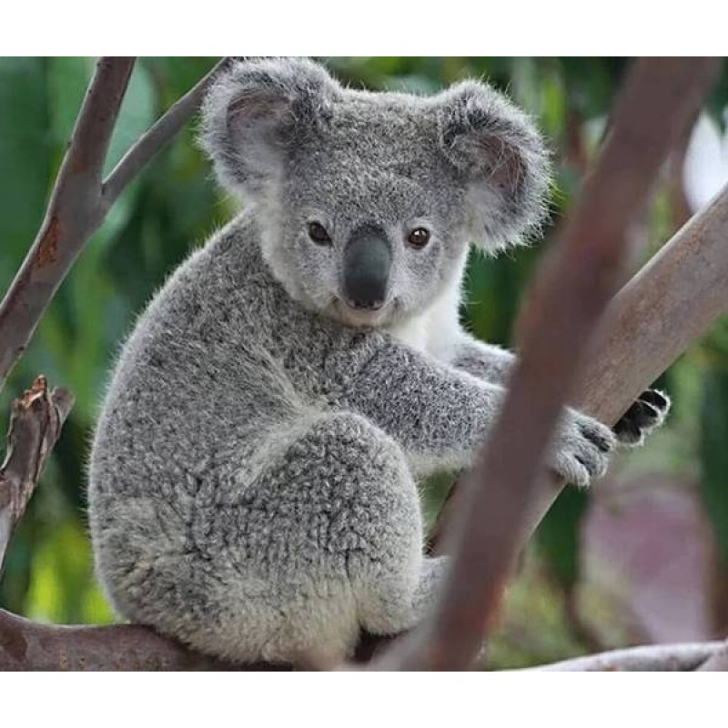 Grey Koala Diamond P...