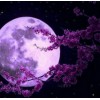 Full Moon Diamond Painting Kit