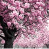 Pink Tree Diamond Painting Kit