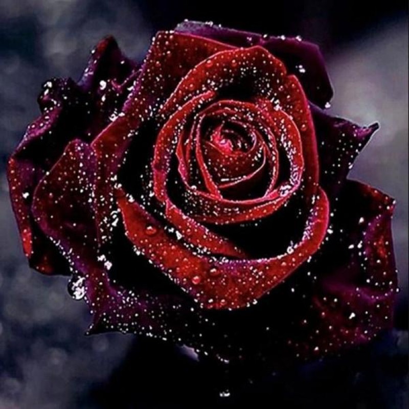 Dark Red Rose with W...