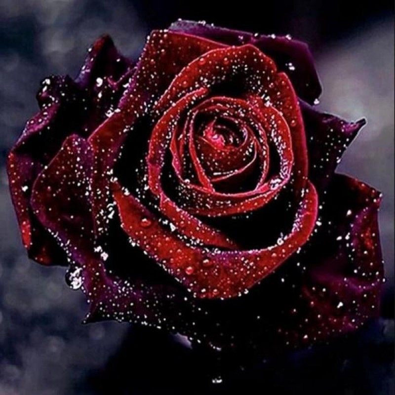 Dark Red Rose with W...