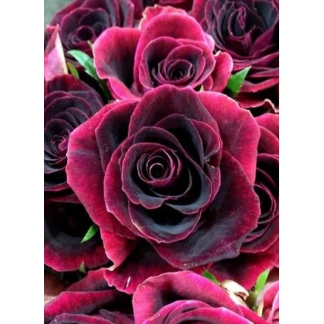 Black Beauty Rose - Diamond Painting Kit