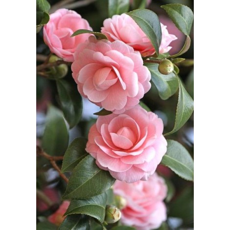 Camellia Flowers
