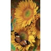 Butterfly on Sunflower