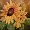 Beautiful Sunflowers