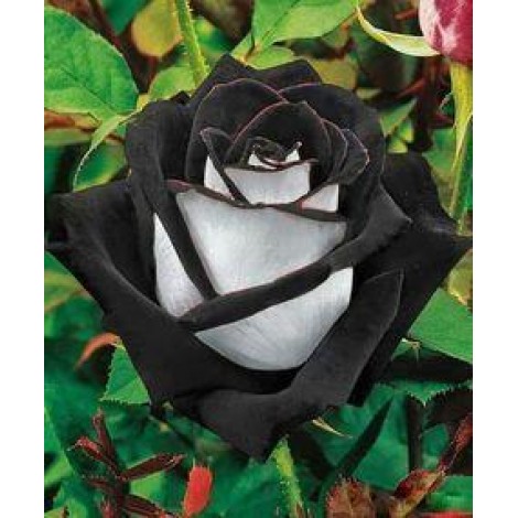 Black & White Rose