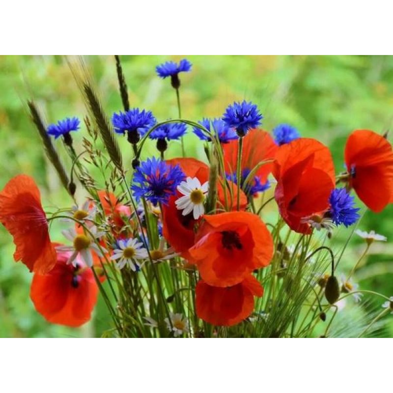 Wisdom Flowers - Pai...