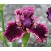 Purple Iris - Paint with Diamonds