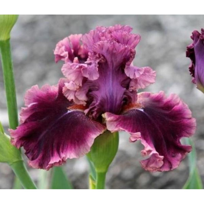 Purple Iris - Paint ...