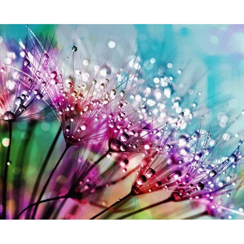 Dandelion Seeds with...