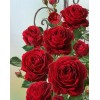 Pretty Red Roses Diamond Painting