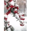 Russian Winter & Snow on Flower Buds