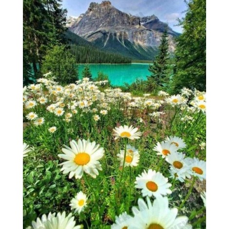 White Daisies & Mountain View