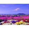 White Mountain & Colorful Flowers