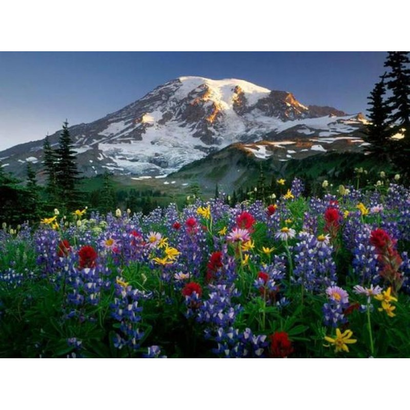 Colorful Flowers &am...