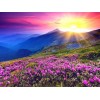 Beautiful Sunrise & Pink Flowers