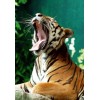 Yawning Tiger - Diamond Painting Kit