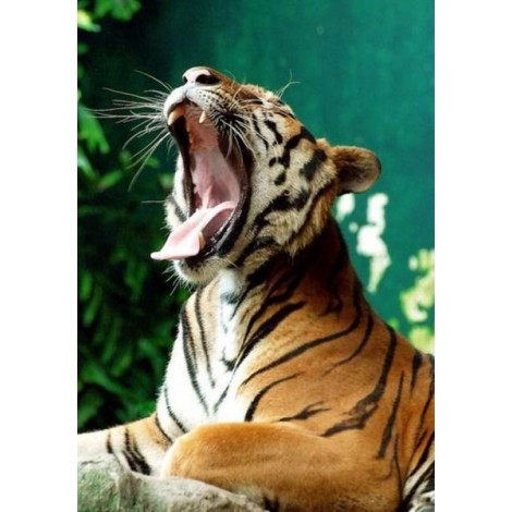 Yawning Tiger - Diamond Painting Kit