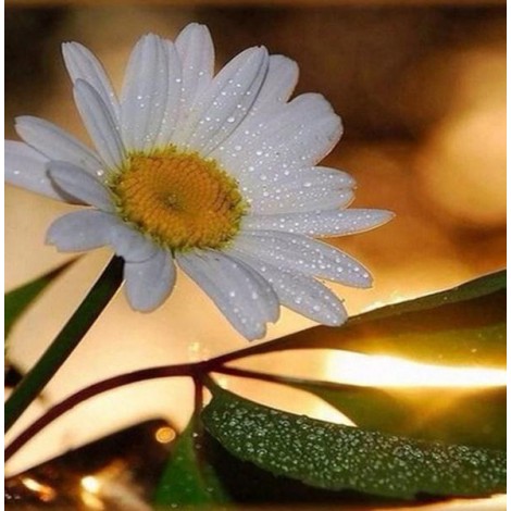 White Daisy with Dew Drops
