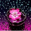 Pink Flower in Water & Raindrops
