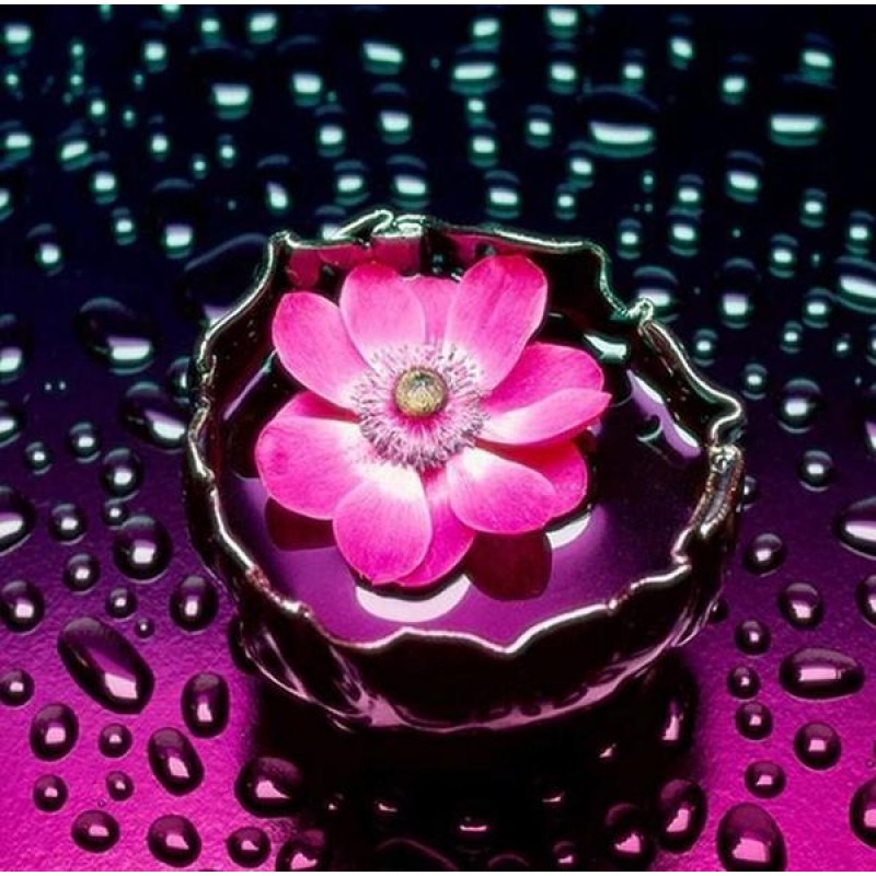 Pink Flower in Water...