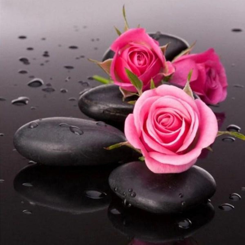 Pink Roses on Black ...