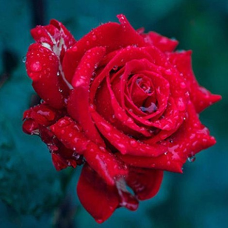 Gorgeous Rose with Dew Drops