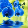 Beautiful Blue Orchids Diamond Painting