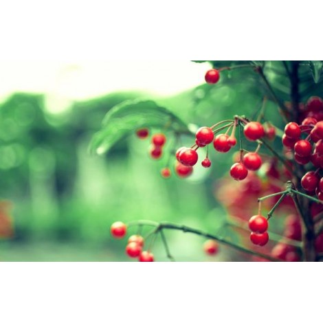 Twig Red Berries Leaves