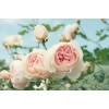 Pink Rose Garden Diamond Painting