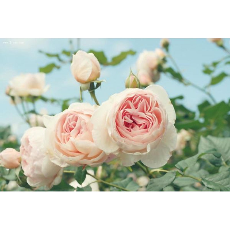 Pink Rose Garden Dia...