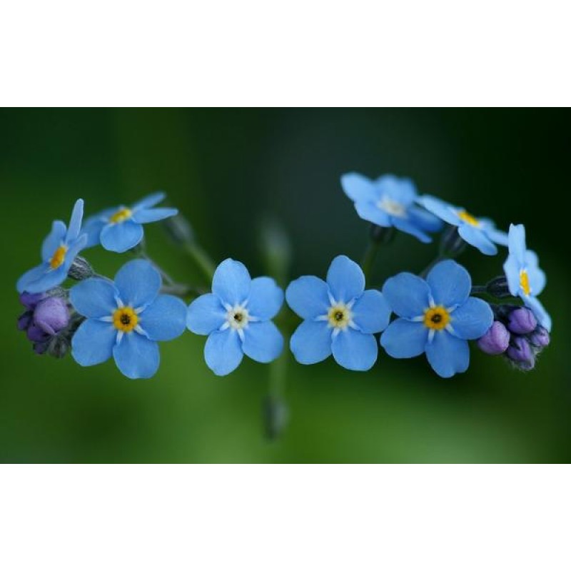 Scorpion Grasses - P...