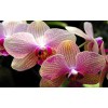 Orchids - Paint by Diamonds