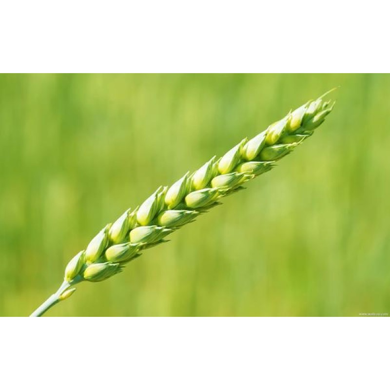 Green Wheat Diamond ...