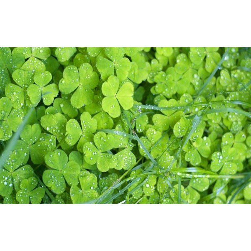 Green Garden Diamond...