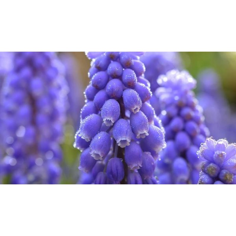 Blue Muscari Flowers
