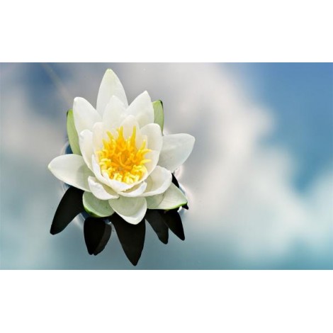 Beautiful Water Lilly