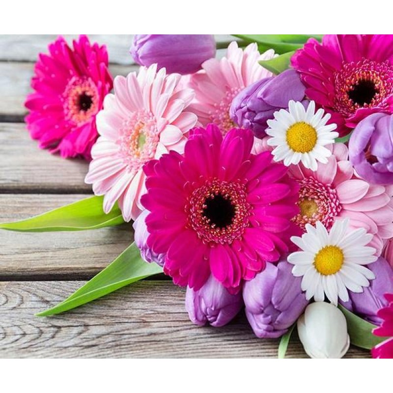 Transvaal Daisies - ...