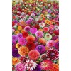Field of Dahlia Flowers