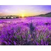 Lavender Fields & Sunset