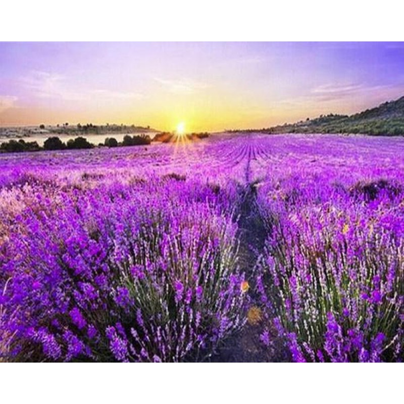 Lavender Fields &amp...