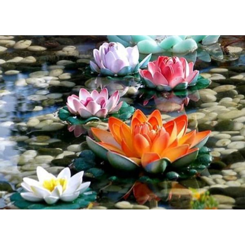 Colorful Lotus Flowe...