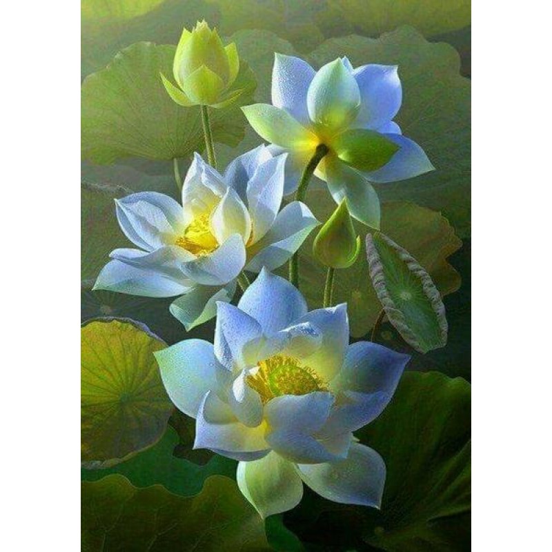 White Lotus Flowers ...